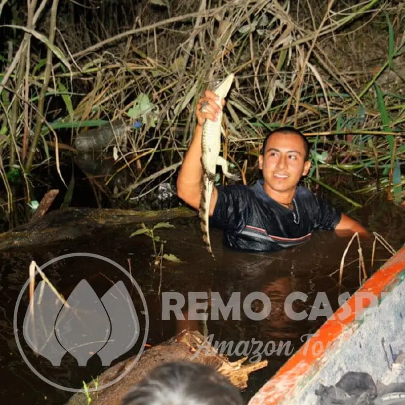 gallery rcat amazon aventure