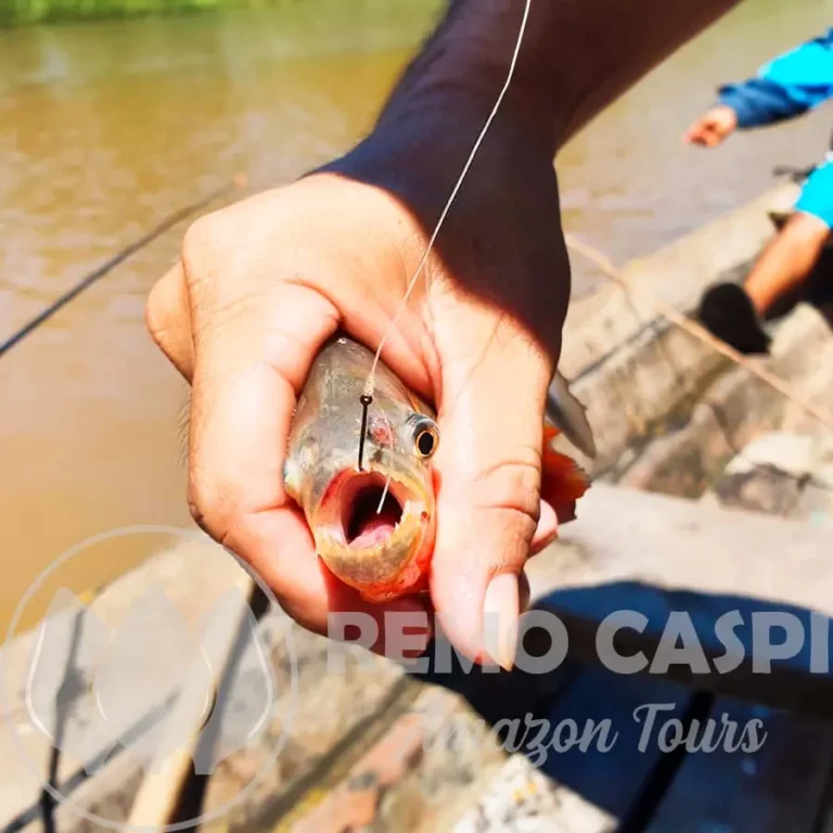 Piranhas Fishing