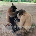 Monkeys Island & Paiche fish, Alligators and Piranhas farm with lunch on board